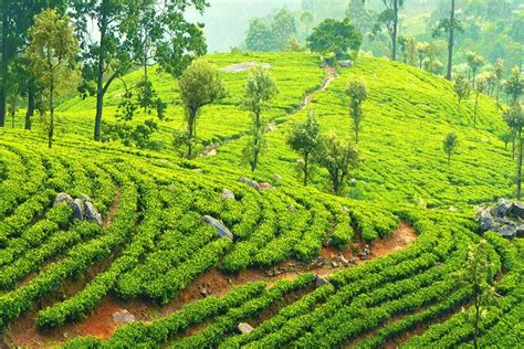 tea plantations in sri lanka